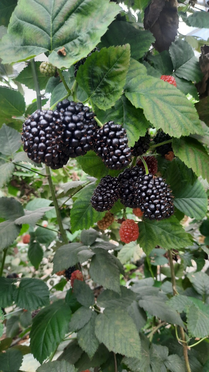 Product Info Image 11